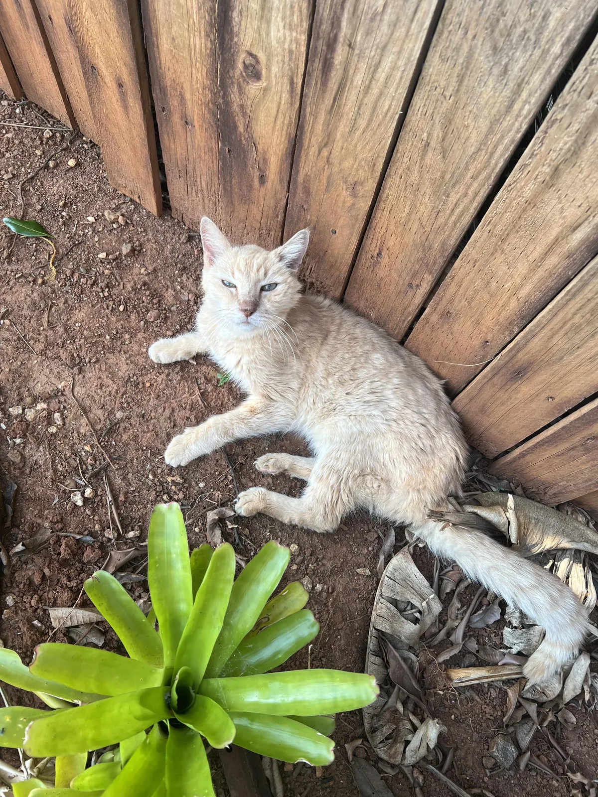 18.5yo cat was recommended to be euthanised, I don’t think I agree