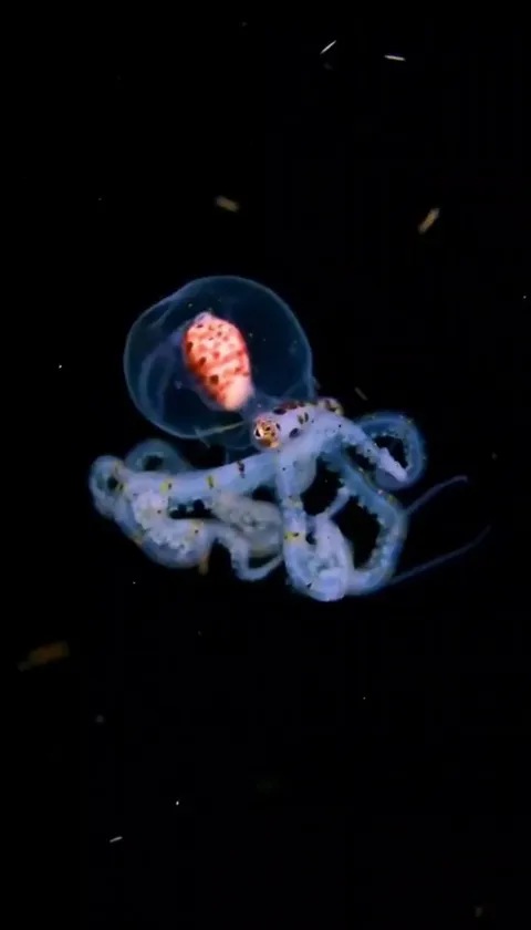 🔥larval-stage pelagic Mimic Octopus, drifting with the current