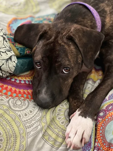 I was adopted 2 years ago today!