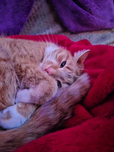 No brain in her head, just :3