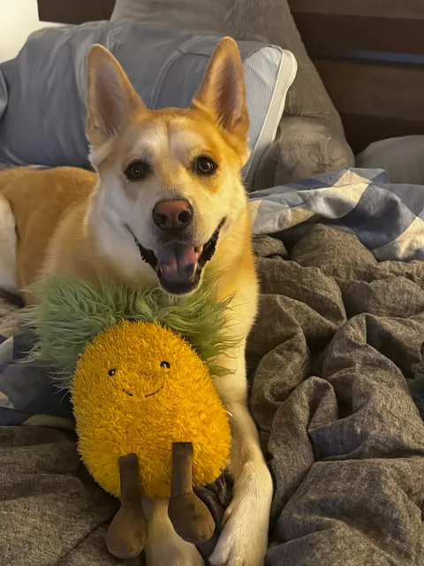 Biscuit turns 5 today! happy birthday to the goodest boi ever!!