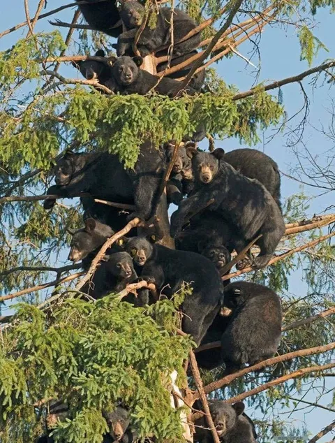 🔥 Bears in trees? Bears in threes? Bears in trees! 🔥