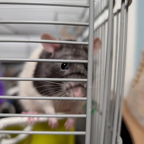 Holly was brought to a Christmas party as a white elephant gift