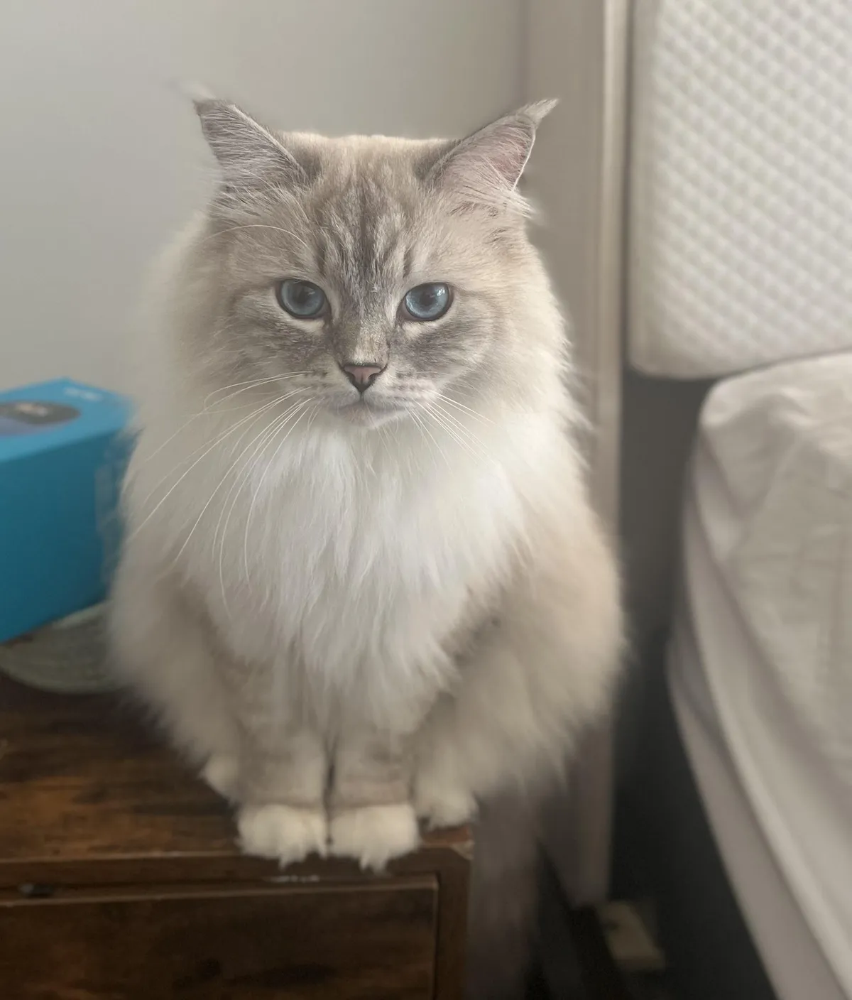 Mufasa might not have a snooze button but he’s the cutest alarm clock on my nightstand