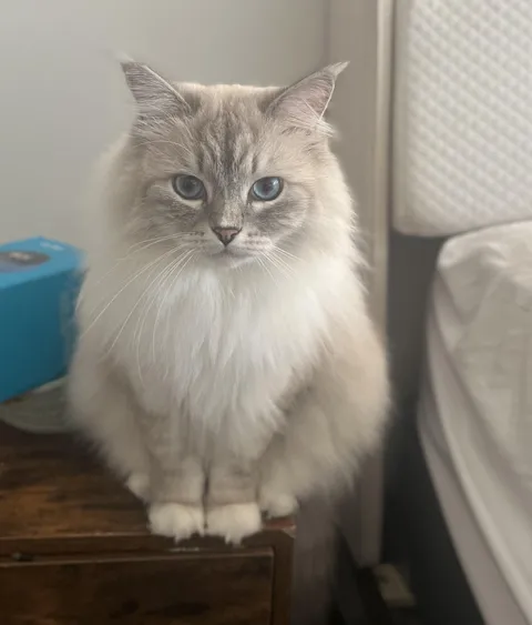 Mufasa might not have a snooze button but he’s the cutest alarm clock on my nightstand