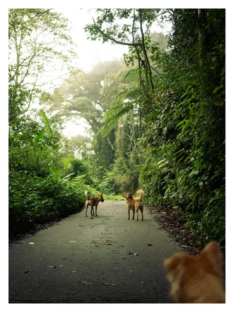 Hiking through Cameron Highlands in Malaysia with local stray dogs.