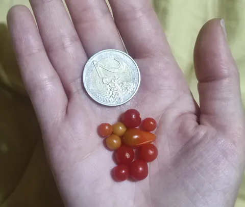 How do I obtain the Guinness record for the smallest tomatoes?😭😭 