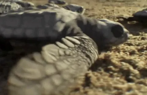 Baby sea turtles navigate to the ocean using a combination of instinct, magnetic cues, and visual cues like the brightest horizon - but their journey is fraught with quietus.