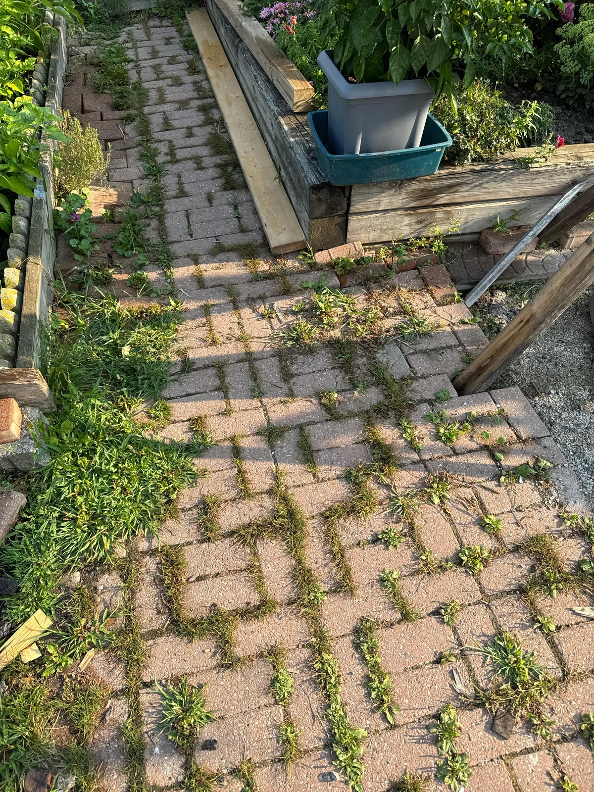 What steps do I take to remove the overgrown grass and reuse the bricks? I have a bbq planned