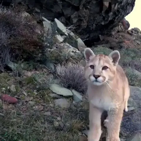 🔥 This curious Cougar checking out a nature cam