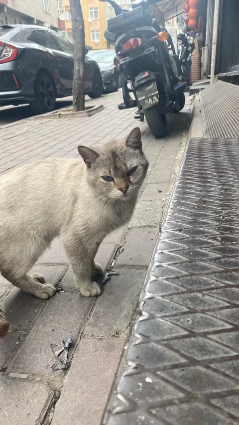 Before adopting (Leo)nardo and one year later