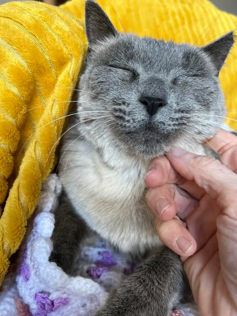 Update: I adopted Susie