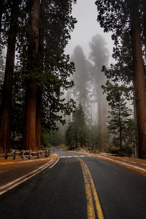 ITAP of the Giant Sequoias