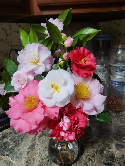 Winter camellia bouquet