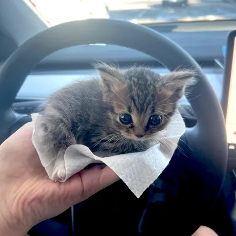 This little guy made my day, hope he makes yours too 😻