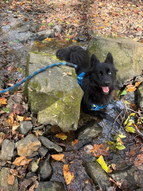Dog insists on wedging himself between this specific tight rock passage every time we hike here. Thoughts??
