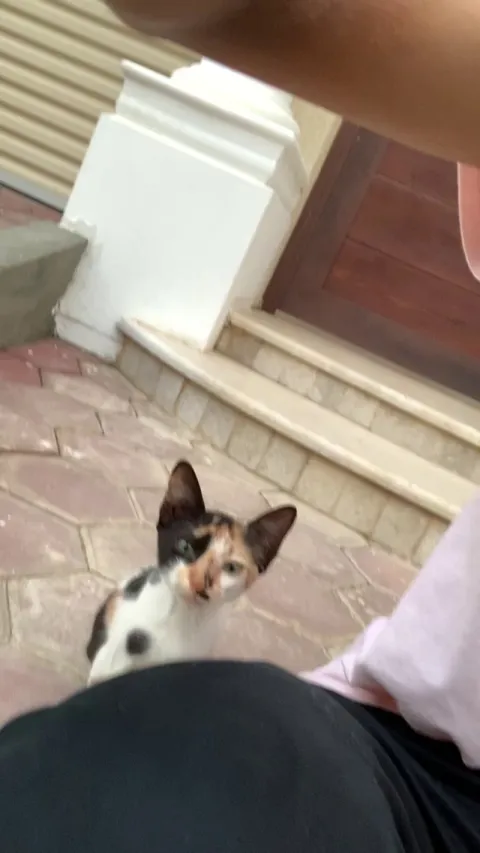 I just met this cat today. I found it in front of my home door. It was friendly without even knowing me. I want to adopt it, how do i do that. I dont see her mother anywhere.