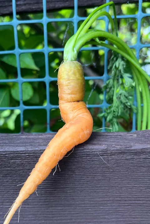 My first carrot looks kinda sassy