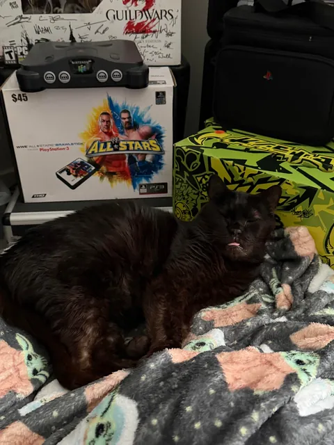 This is Sir Loin, my 16 year old cat. He looks like a blob but very much a distinguished gentleman