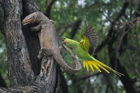 🔥 Parakeet Biting Monitor Lizard, Keloadev National Park, India by Hira Punjabi.