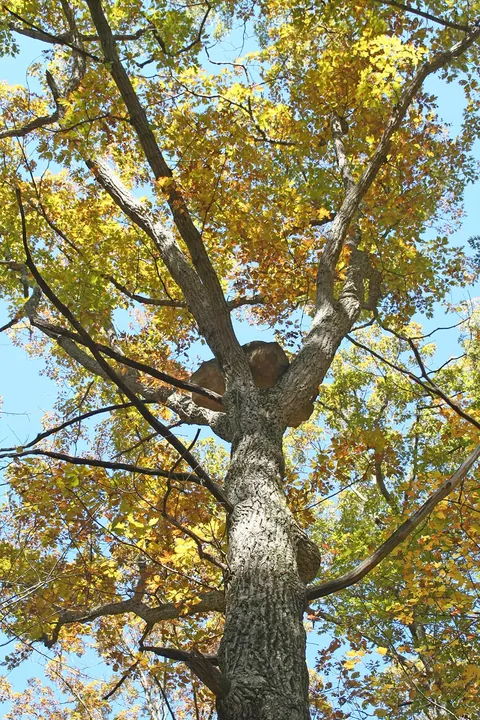 How the hell did a 400lb rock end up wedged in the top of this tree?!