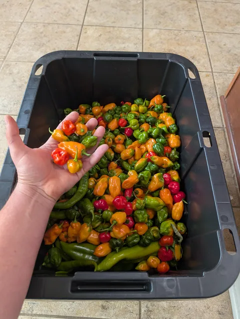 6 gallons of peppers. What do?