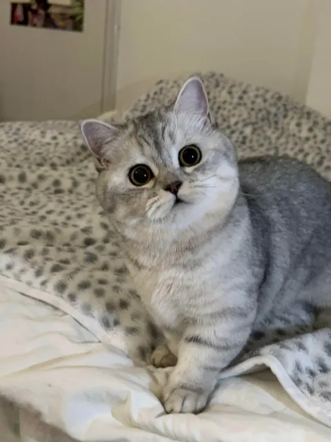 I’ve hired this cat to keep an eye on you