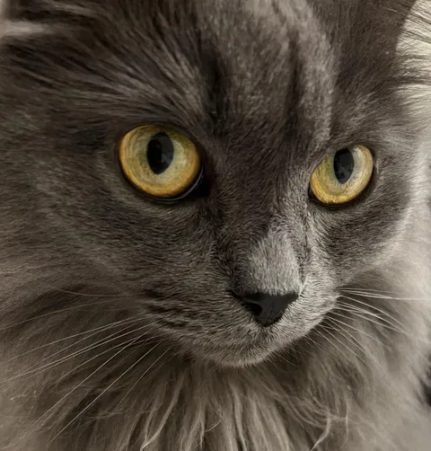 Post your cats pretty eyes 😻