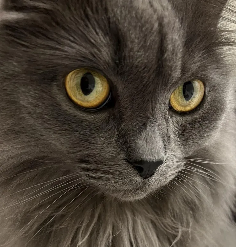 Post your cats pretty eyes 😻