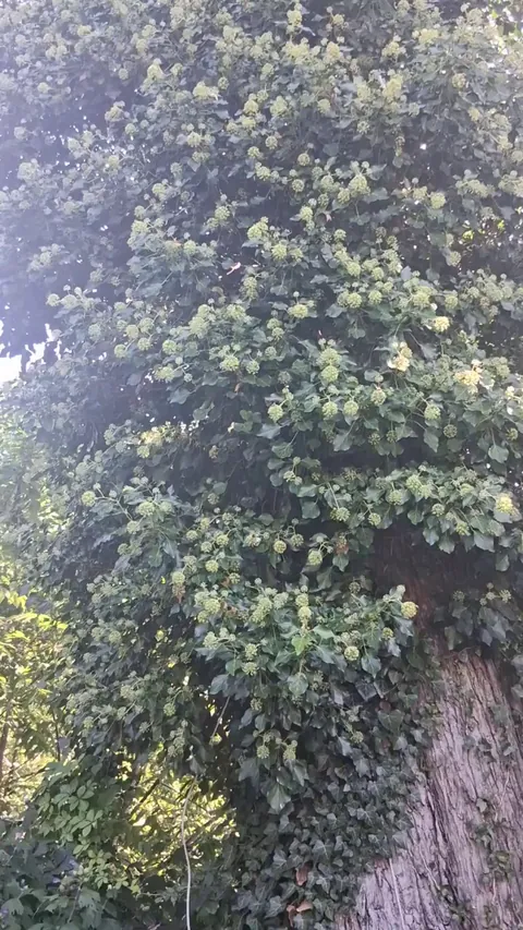 I call this "The Bumblebee Tree".