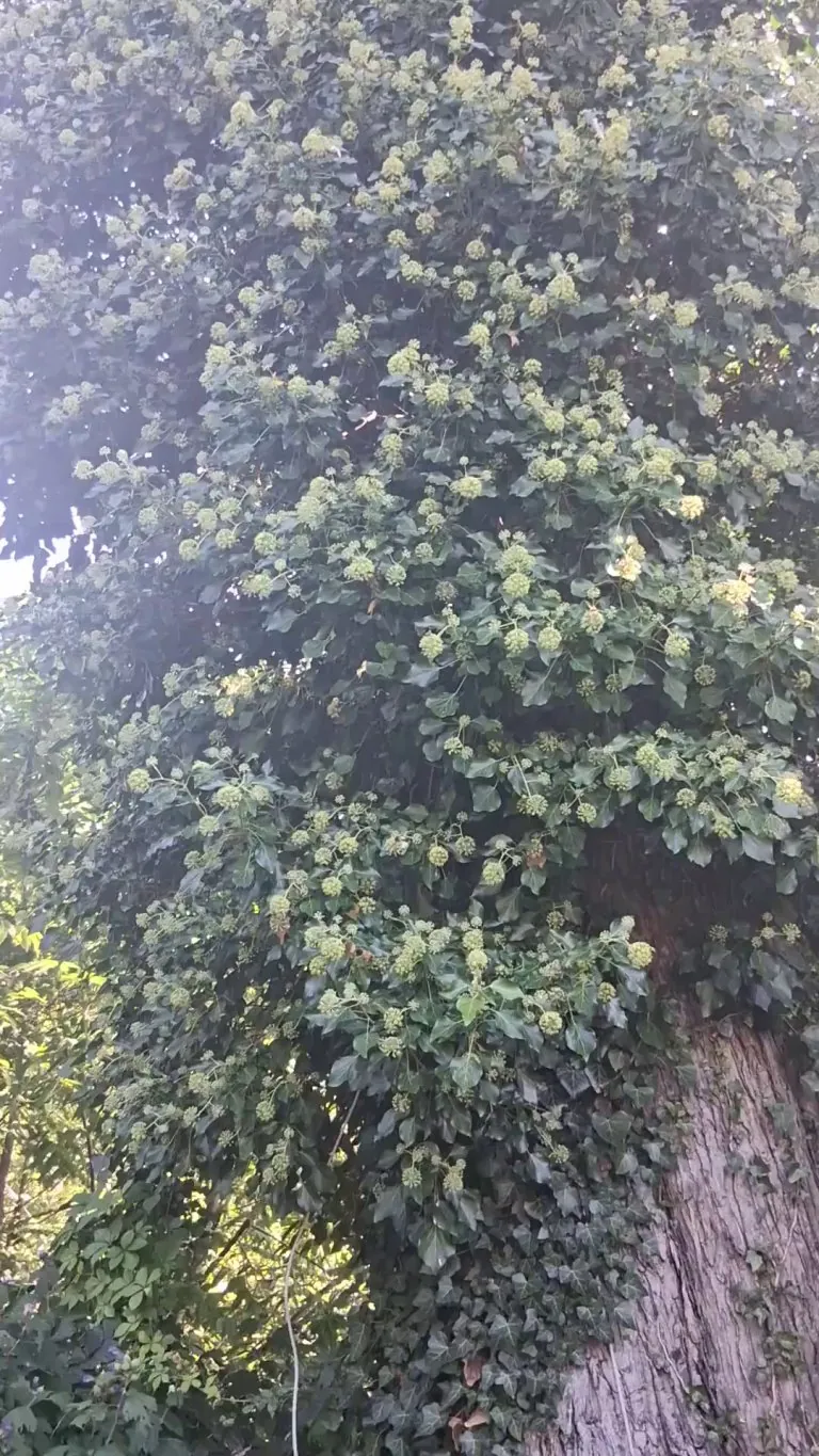 I call this "The Bumblebee Tree".