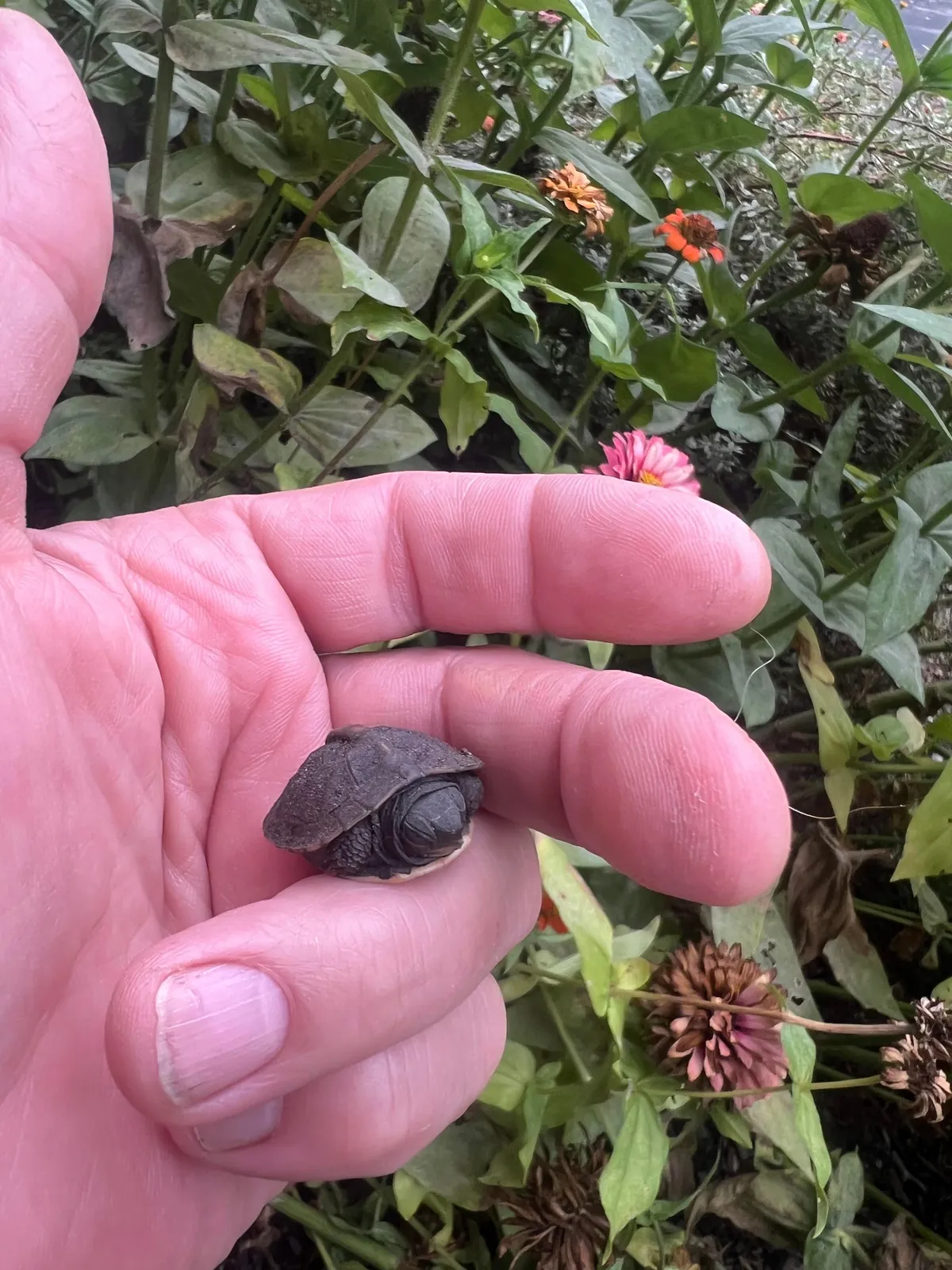 Update to Box Turtle nest hatch post from 2 weeks ago. All 5 eggs in the nest hatched!  Such amazing little creatures!