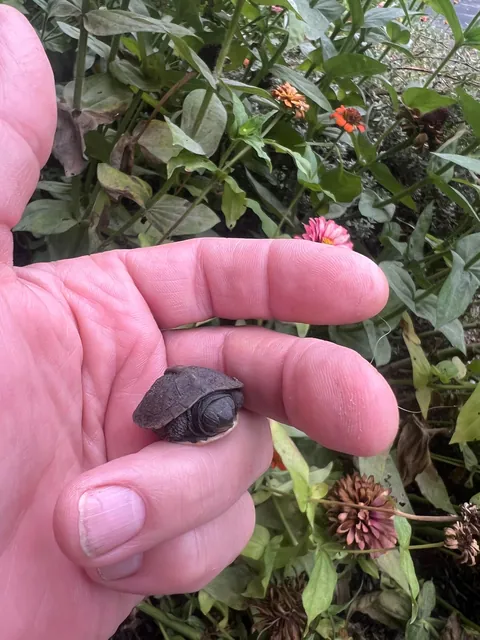Update to Box Turtle nest hatch post from 2 weeks ago. All 5 eggs in the nest hatched!  Such amazing little creatures!