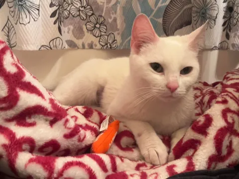 Celebrating two adorable years with this little stinker.