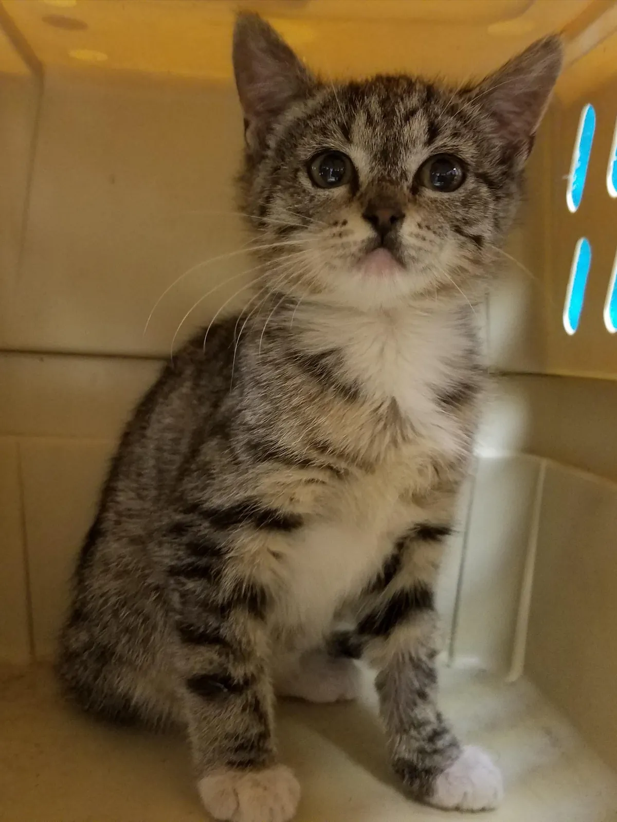 First pic is her mugshot from animal control. She’s about to celebrate her 8th birthday.