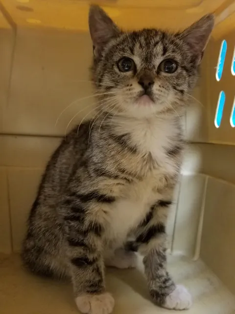 First pic is her mugshot from animal control. She’s about to celebrate her 8th birthday.