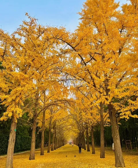 Autumn in Beijing