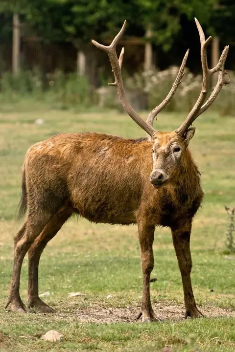 In 1900, the Père David’s Deer went extinct in its native home China. To save the species from complete extinction, an English Duke acquired the surviving deer scattered around European zoos (fewer than 20) and formed his own herd. Today, there’s 15,000 of the species, all descended from that herd.