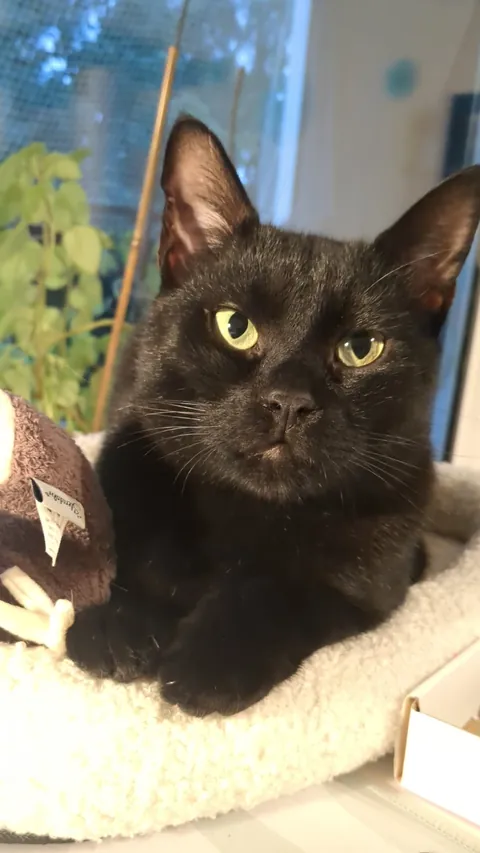 I'll never understand how someone just dumped him at the shelter door. He's the most gentle, handsome and cuddly man ever 🤍