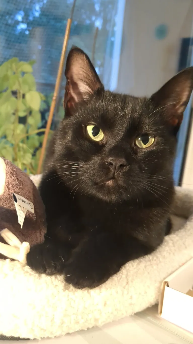 I'll never understand how someone just dumped him at the shelter door. He's the most gentle, handsome and cuddly man ever 🤍