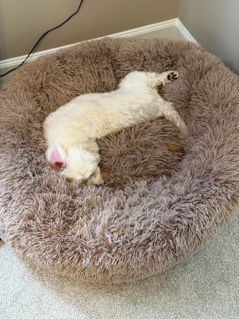 Lilly from how she was found to today. (Guest appearance by His Highness Sir Linus)