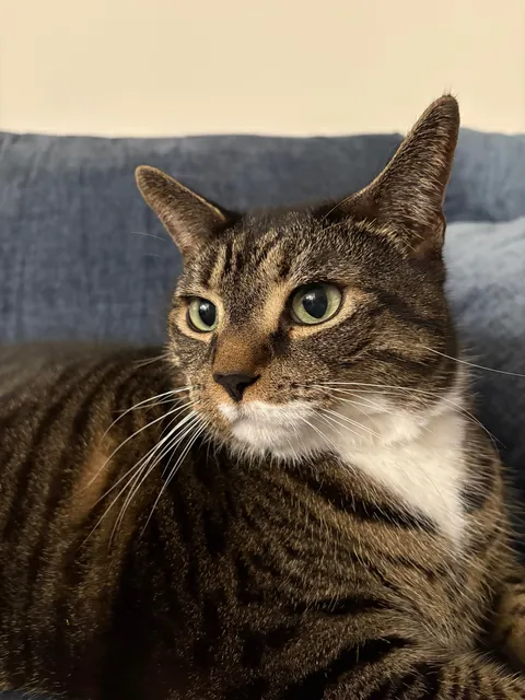 Today is Artemis’ 11th birthday!!