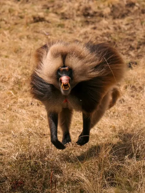 🔥The Gelada found only in the Ethiopian Highlands.