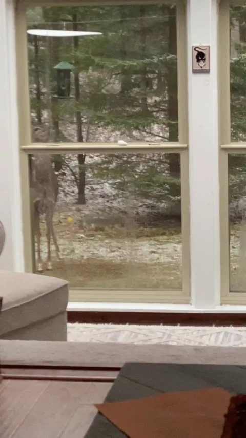 Recently moved my bird feeder because of the squirrels... now this