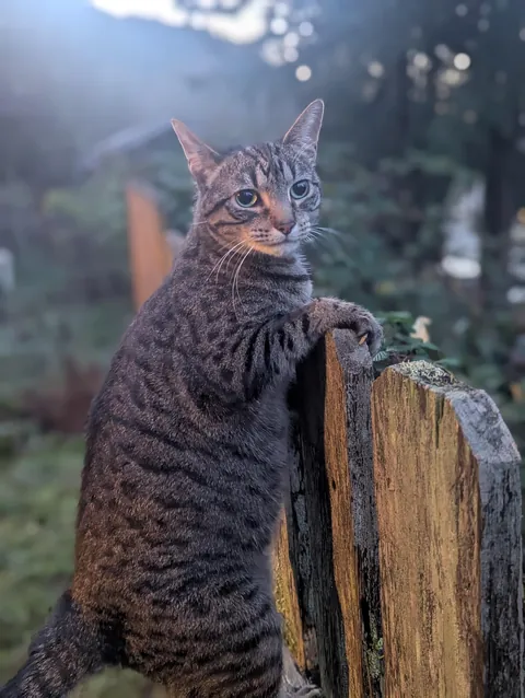 My girlie had to get all her teeth pulled now she’s my sweet gummy girl