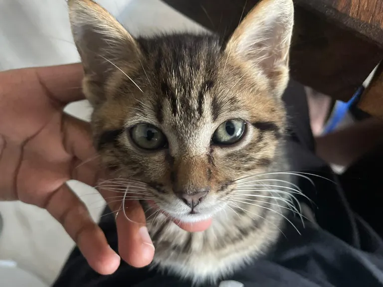 I have to say goodbye to my little guy tomorrow 