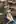 Miyu Aizawa Photobook (New Year’s Holiday SPECIAL 2025-2026 Come Across!)
