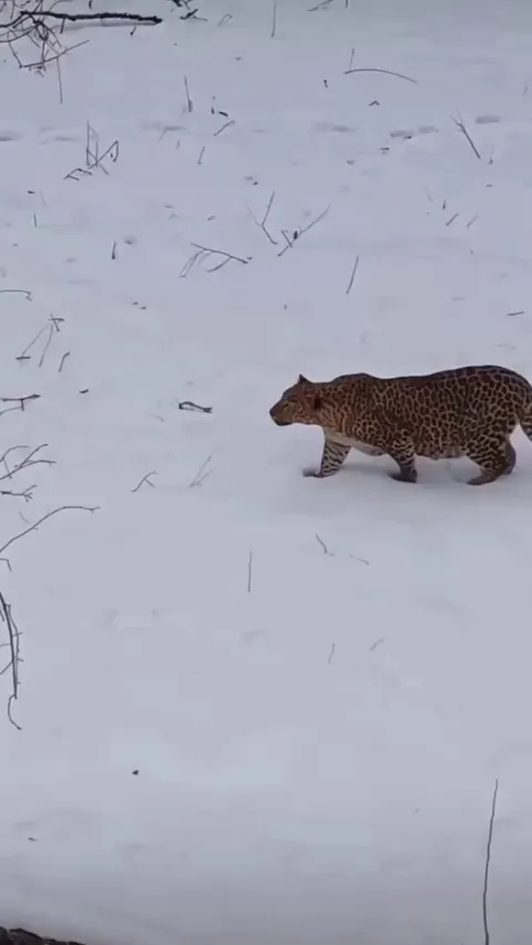 🔥Amur leopard on the move