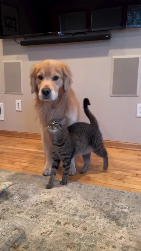 They said cats are independent.. then she met a golden retriever