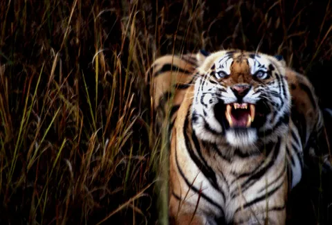 🔥Phil Douglis captured the most terrifying image he has ever shot. A Tiger’s Fury, Bandhavgarh National Park, India, 1990.
